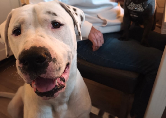 Dogo Argentino(-Mischling)-Hund, Babymann, Tierheim Burgdorf