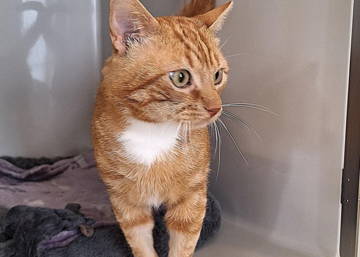 Katze, EKH, Gijsje, Tierheim Burgdorf
