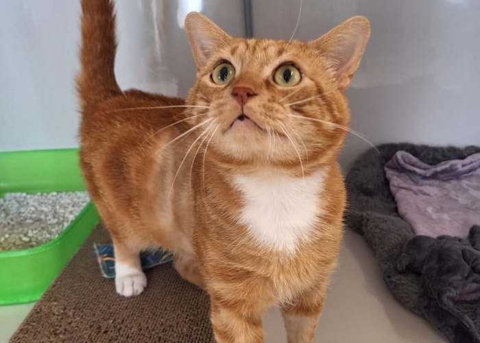 EKH-Katze, Gijsje, Tierheim Burgdorf