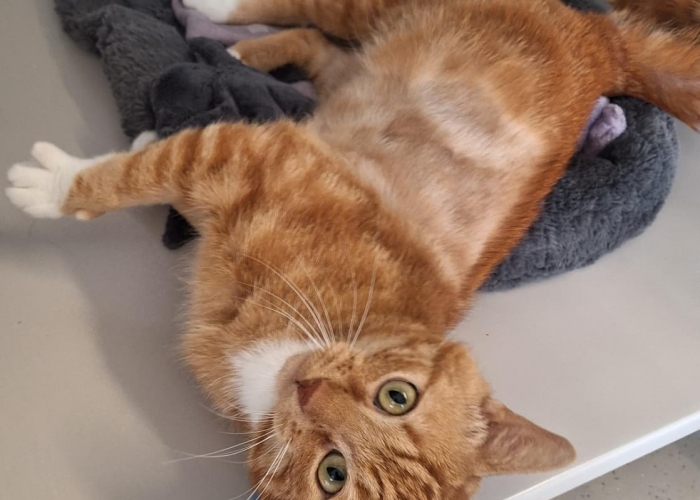 EKH-Katze, Gijsje, Tierheim Burgdorf