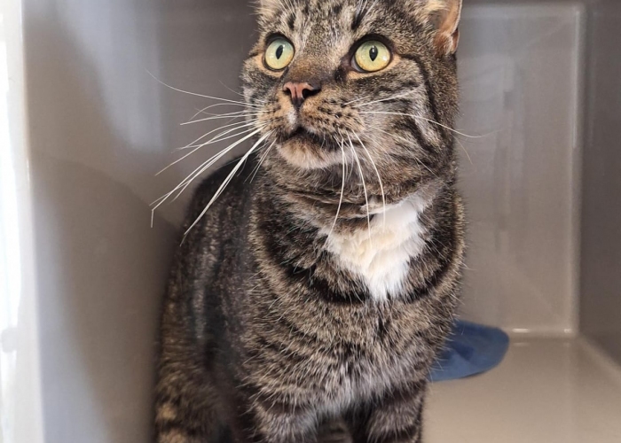 Katze, EKH, Frederick, Tierheim Burgdorf