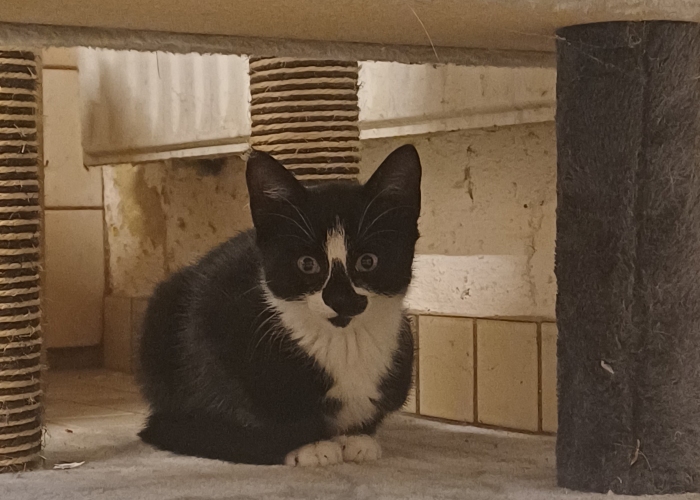 EKH-Katze, , Tierheim Burgdorf