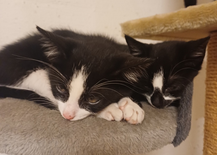 EKH-Katze, , Tierheim Burgdorf