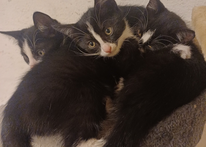 EKH-Katze, , Tierheim Burgdorf