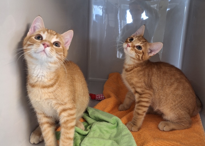Katze, EKH, Calypso und Calippo, Tierheim Burgdorf