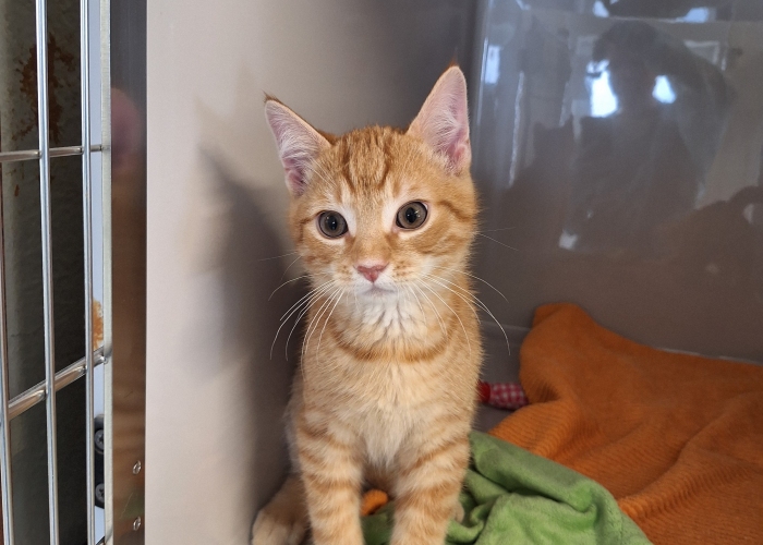 EKH-Katze, Calypso und Calippo, Tierheim Burgdorf