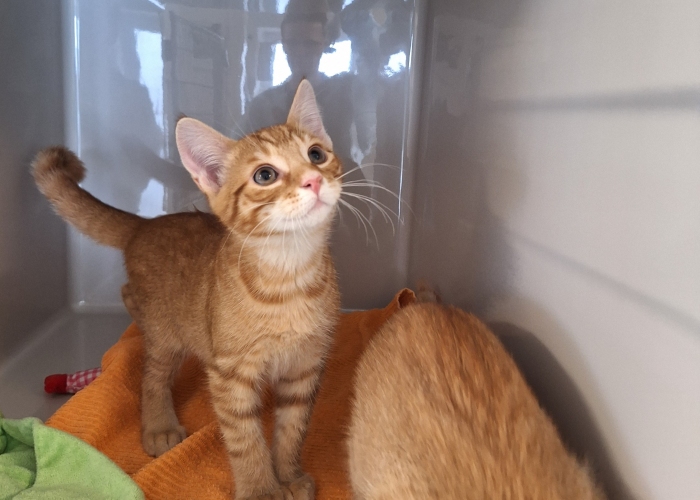 EKH-Katze, Calypso und Calippo, Tierheim Burgdorf