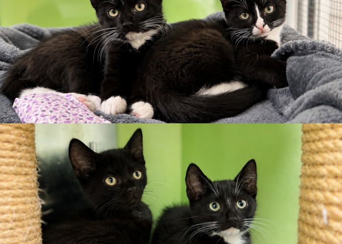 Katze, EKH, Onigiris Kitten, Tierheim Burgdorf