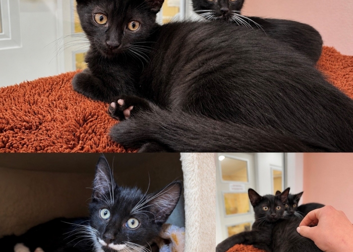 Katze, EKH, Kyoto und Tokio, Tierheim Burgdorf