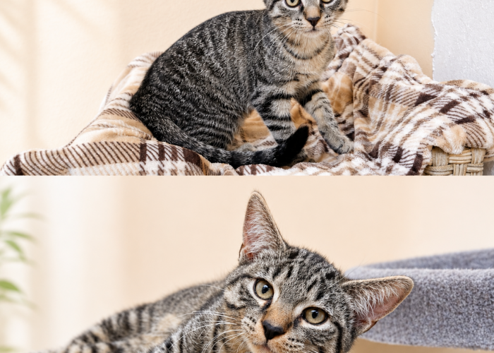 Katze, EKH, Schoki und Smarti, Tierheim Burgdorf