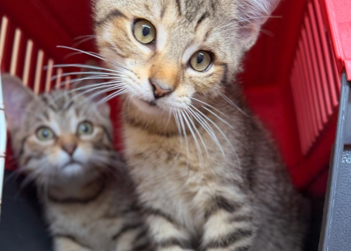 Katze, EKH, Caspar und Caldera, Tierheim Burgdorf