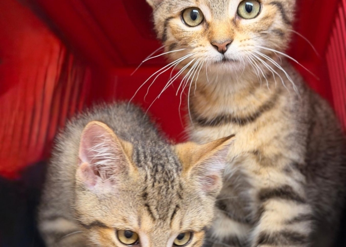 EKH-Katze, Caspar und Caldera, Tierheim Burgdorf