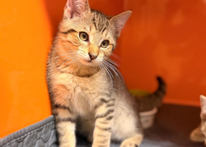 EKH-Katze, Caspar und Caldera, Tierheim Burgdorf