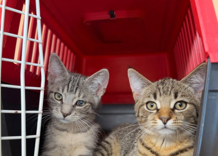 Katze, EKH, Cain und Calimera, Tierheim Burgdorf