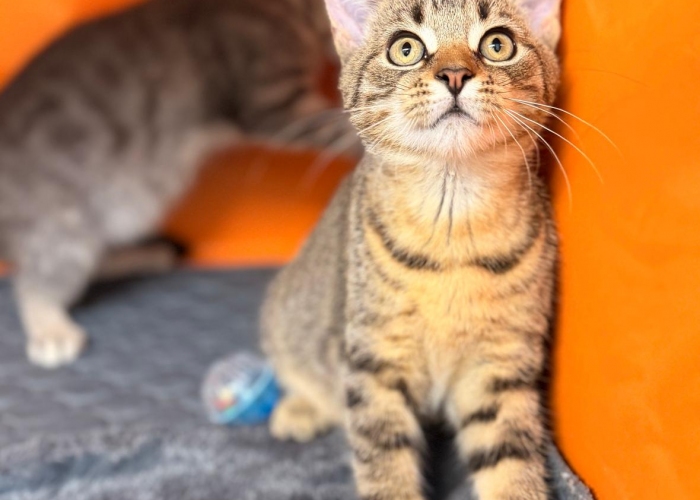 EKH-Katze, Cain und Calimera, Tierheim Burgdorf