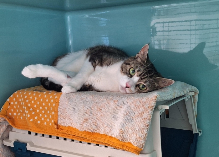 Katze, EKH, Posy, Tierheim Burgdorf