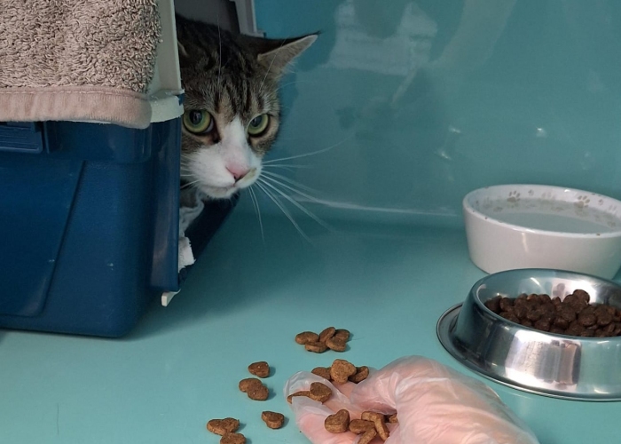 EKH-Katze, Posy, Tierheim Burgdorf