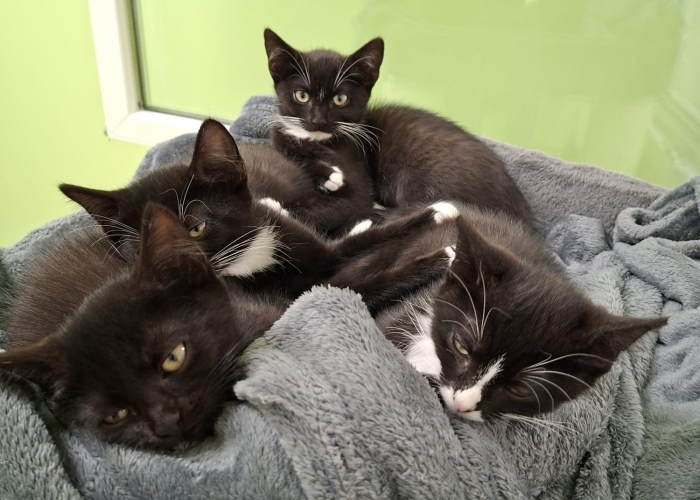 EKH-Katze, Onigiris Kitten, Tierheim Burgdorf