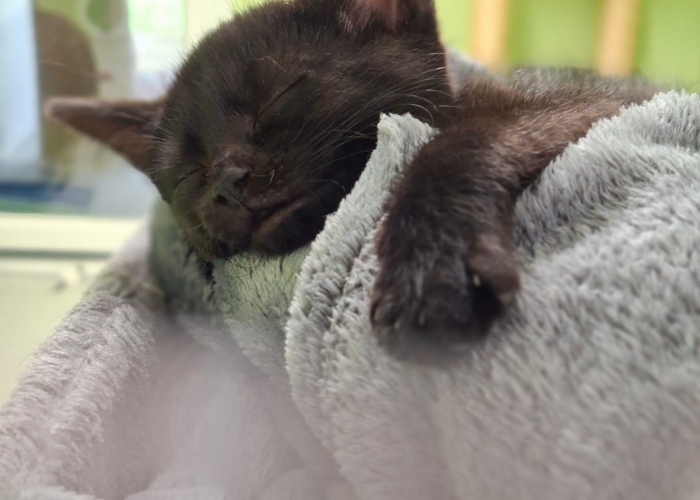 EKH-Katze, Onigiris Kitten, Tierheim Burgdorf