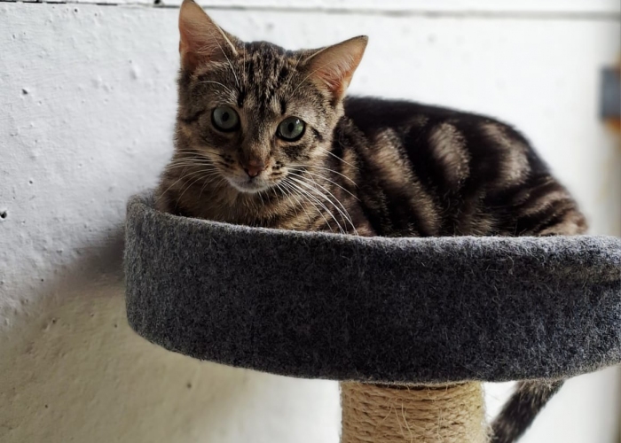 EKH-Katze, Maki, Tierheim Burgdorf