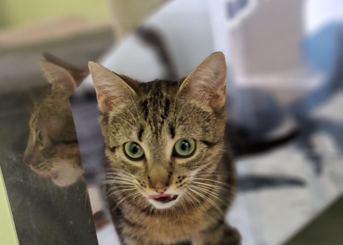 EKH-Katze, Matcha und Vivaro, Tierheim Burgdorf