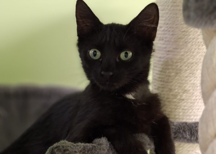EKH-Katze, Matcha und Vivaro, Tierheim Burgdorf