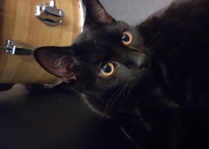 Katze, , Herkules, Tierheim Burgdorf