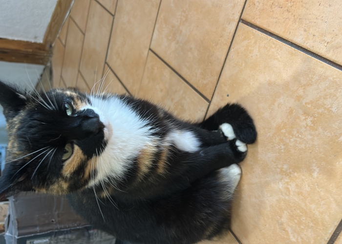 Katze, EKH, Katze, Tierheim Burgdorf