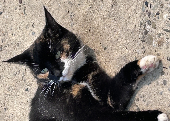 EKH-Katze, Katze, Tierheim Burgdorf