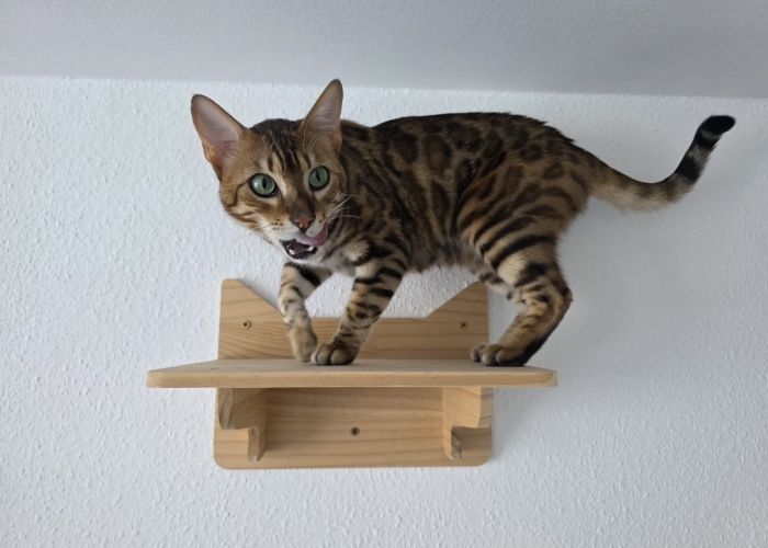 Bengal-Katze, Acy, Tierheim Burgdorf
