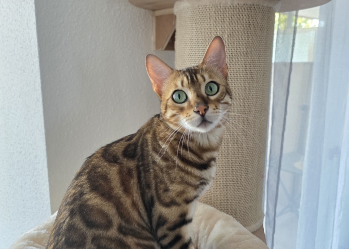 Bengal-Katze, Acy, Tierheim Burgdorf