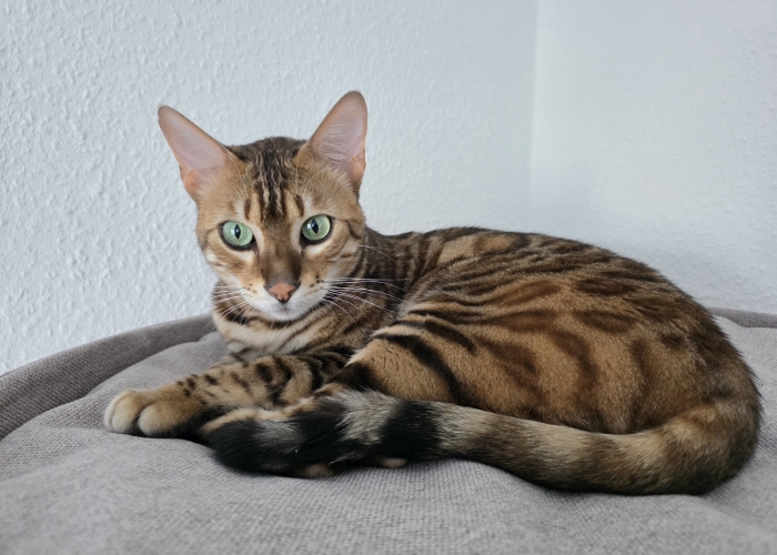 Bengal-Katze, Acy, Tierheim Burgdorf