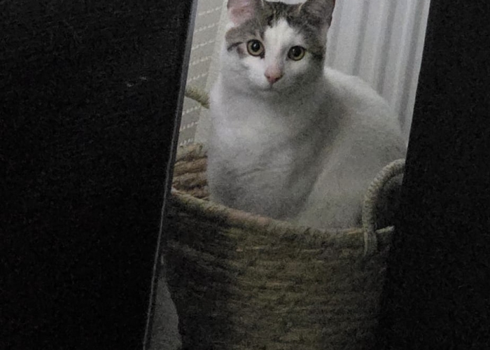 Katze, EKH, Merlin, Tierheim Burgdorf