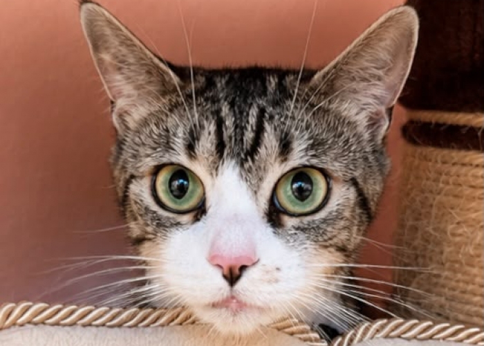 EKH-Katze, Posy, Tierheim Burgdorf