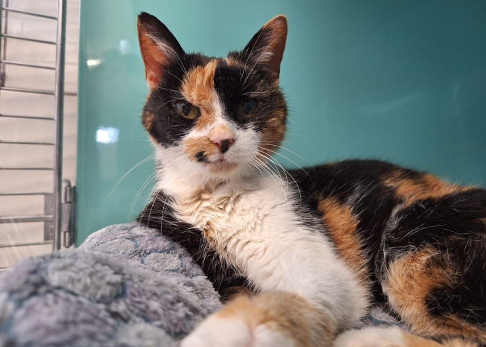 Katze, EKH, Armilla, Tierheim Burgdorf
