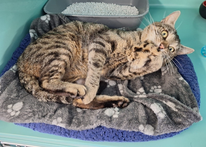 Katze, EKH, Titus Jonas (TJ), Tierheim Burgdorf
