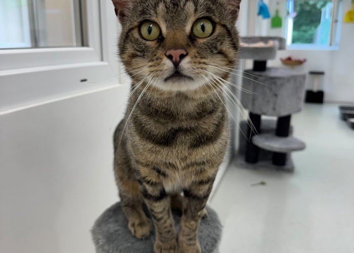 EKH-Katze, Titus Jonas (TJ), Tierheim Burgdorf