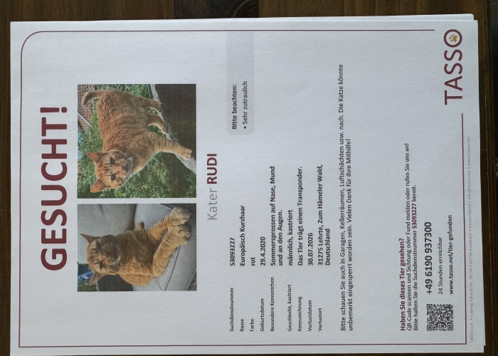 Katze, EKH, Rudi, Tierheim Burgdorf