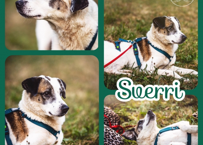Hund, Mischling, Sverri, Tierheim Burgdorf