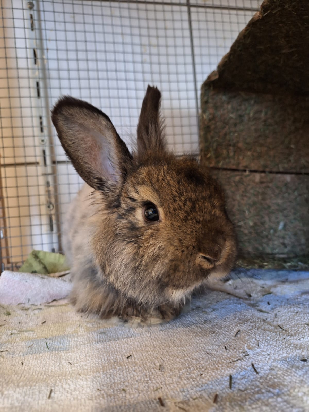 Kleintier, Angora Mix, Saruman, Tierheim Burgdorf
