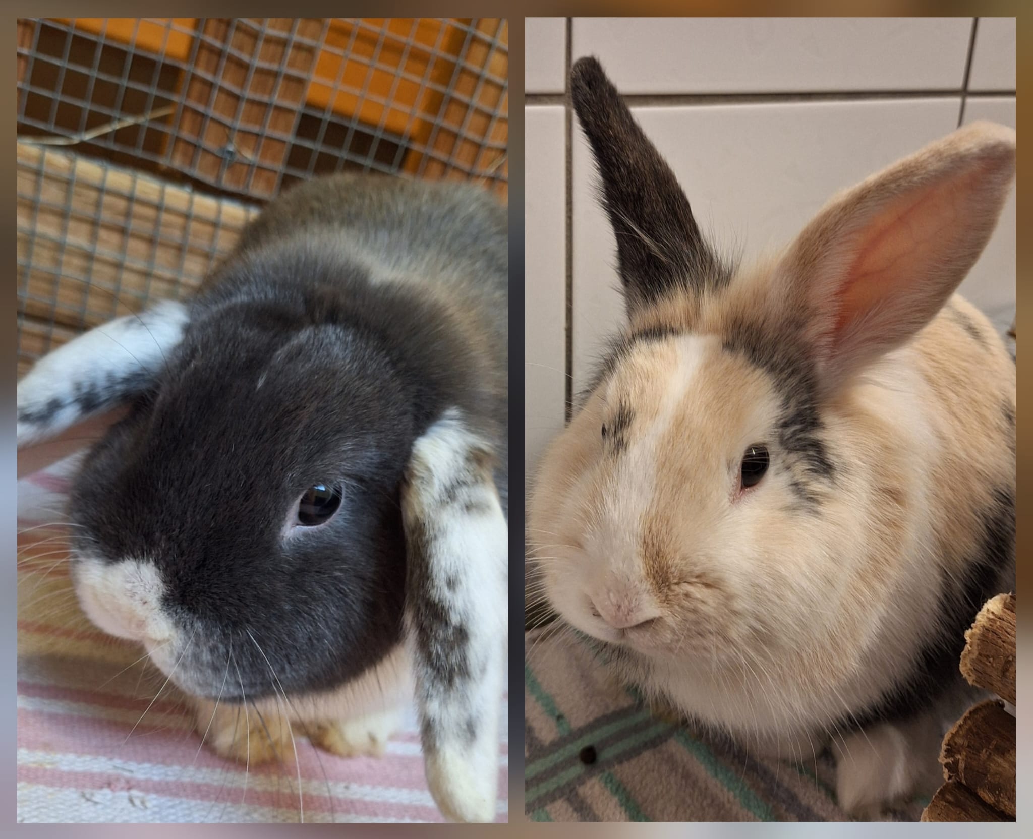 Kleintier, Widder  und Löwenköpfchen, Jingle Bell und Campanello, Tierheim Burgdorf