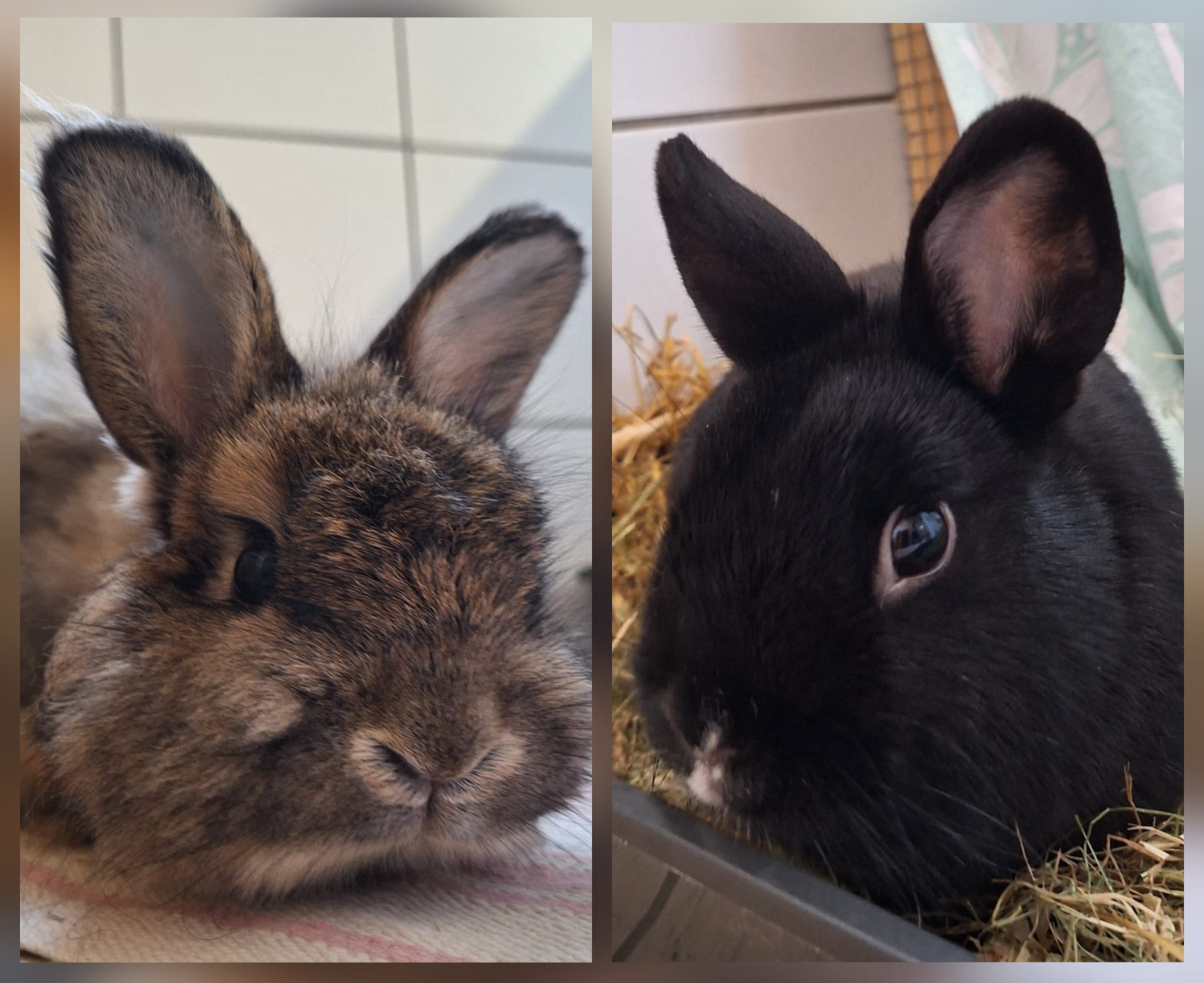Kleintier, Angora Mix und Zergkaninchen, Gandalf und Salem, Tierheim Burgdorf